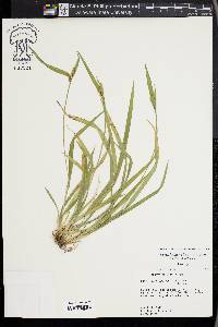 Carex kraliana image