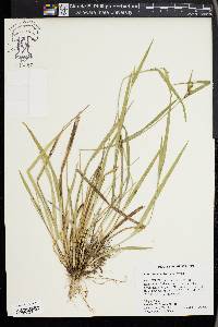 Carex kraliana image