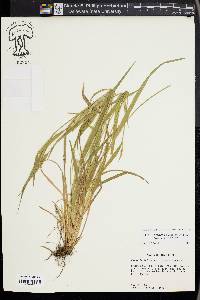 Carex kraliana image