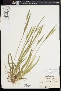 Carex kraliana image