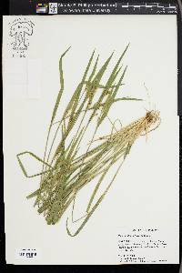 Carex kraliana image