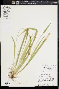 Carex kraliana image