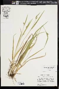 Carex kraliana image