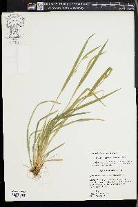 Carex kraliana image