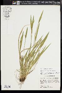 Carex kraliana image