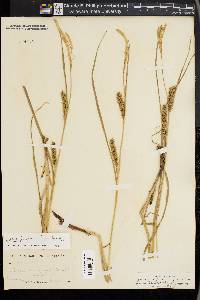 Carex laeviconica image