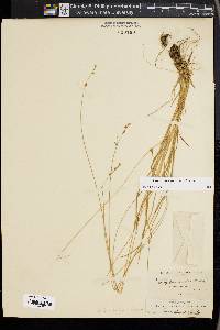 Carex laeviculmis image