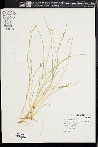 Carex laeviculmis image