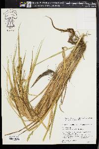 Carex laevivaginata image