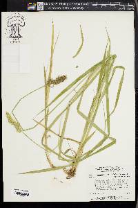 Carex laevivaginata image