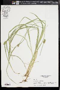 Carex laevivaginata image