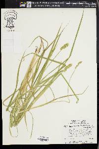 Carex laevivaginata image