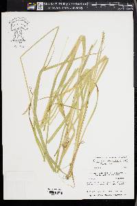 Carex laevivaginata image