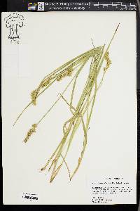 Carex laevivaginata image