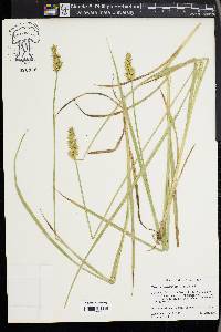 Carex laevivaginata image