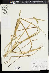 Carex laevivaginata image
