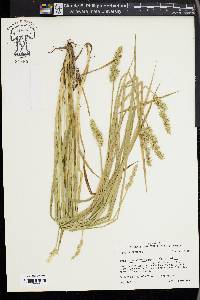 Carex laevivaginata image