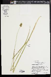 Carex laevivaginata image