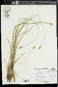 Carex laevivaginata image