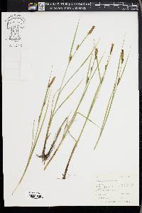 Carex lasiocarpa image