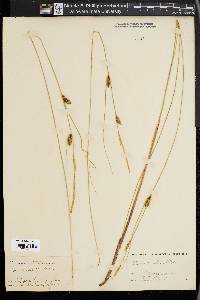 Carex lasiocarpa image