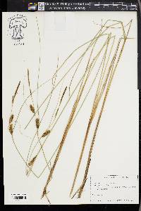 Carex lasiocarpa image