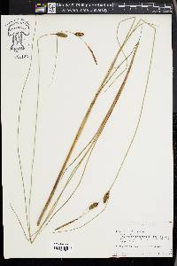 Carex lasiocarpa image