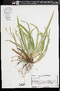 Carex laxiculmis image