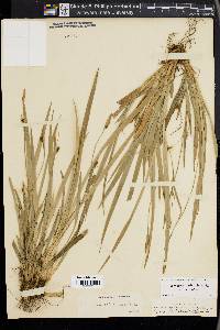 Carex laxiculmis image