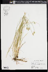 Carex leavenworthii image