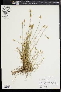 Carex leavenworthii image