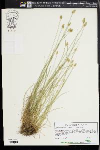 Carex leavenworthii image