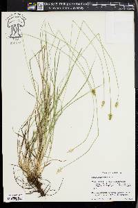 Carex leavenworthii image