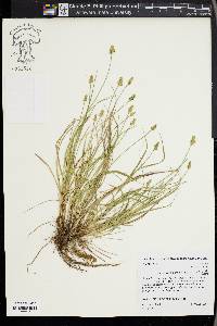 Carex leavenworthii image