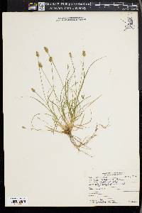 Carex leavenworthii image