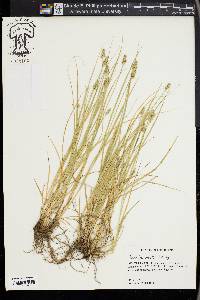 Carex leavenworthii image