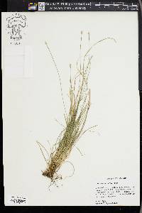 Carex leavenworthii image