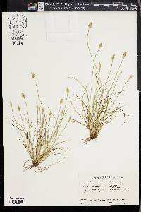 Carex leavenworthii image