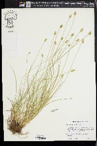 Carex leavenworthii image