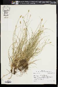 Carex leavenworthii image