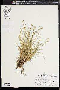 Carex leavenworthii image