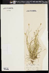 Carex leavenworthii image