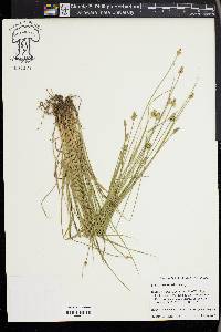 Carex leavenworthii image