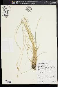 Carex leavenworthii image