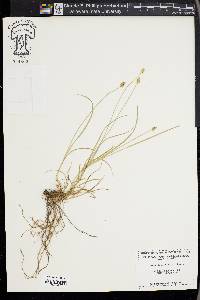 Carex leavenworthii image