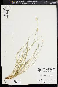 Carex leavenworthii image