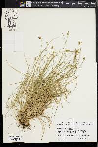 Carex leavenworthii image