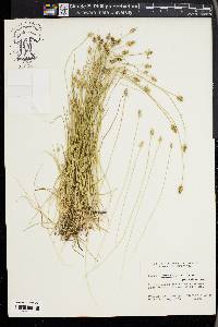 Carex leavenworthii image