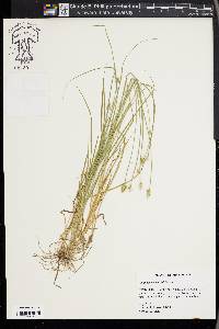 Carex leavenworthii image