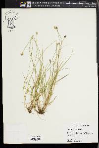 Carex leavenworthii image